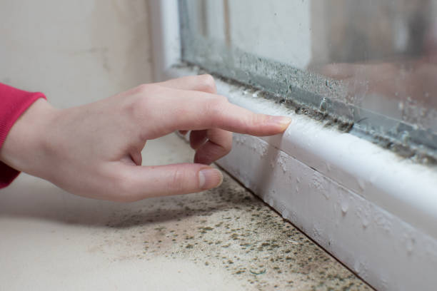 Best Environmental Consulting for Mold Prevention  in Omro, WI