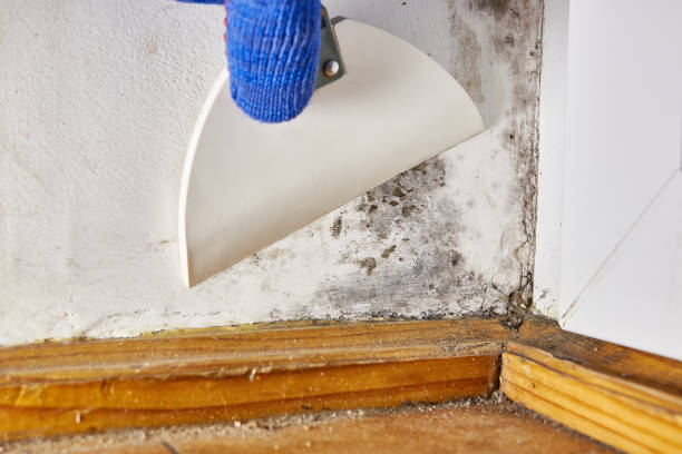 Best Crawl Space Mold Remediation  in Omro, WI