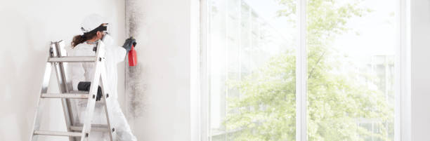 Best Attic Mold Removal  in Omro, WI